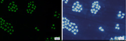 MCM5 Antibody in Immunocytochemistry (ICC/IF)