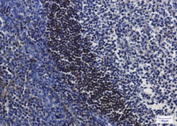 LTA4H Antibody in Immunohistochemistry (Paraffin) (IHC (P))