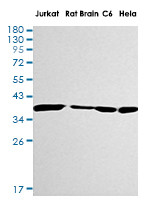 LDHA Antibody in Western Blot (WB)