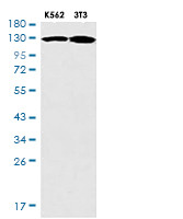 JAK2 Antibody in Western Blot (WB)