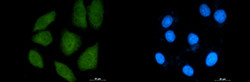 IPO9 Antibody in Immunocytochemistry (ICC/IF)
