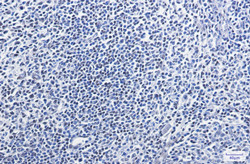 HMGB1 Antibody in Immunohistochemistry (Paraffin) (IHC (P))