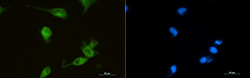 HMOX1 Antibody in Immunocytochemistry (ICC/IF)