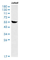 GSDMD Antibody in Western Blot (WB)
