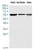 FUBP1 Antibody in Western Blot (WB)