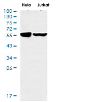 FTO Antibody in Western Blot (WB)