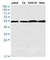 FKBP4 Antibody in Western Blot (WB)
