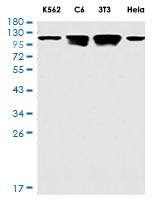 PTK2 Antibody in Western Blot (WB)