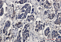 MAPK1 Antibody in Immunohistochemistry (Paraffin) (IHC (P))