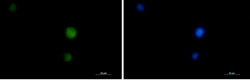 MAPK3/MAPK1 Antibody in Immunocytochemistry (ICC/IF)