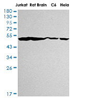 ENO1 Antibody in Western Blot (WB)