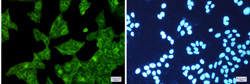 EGFR Antibody in Immunocytochemistry (ICC/IF)