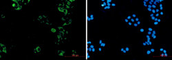 KIF11 Antibody in Immunocytochemistry (ICC/IF)