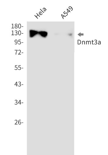DNMT3A Antibody in Western Blot (WB)