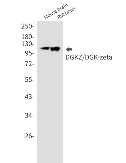 DGKZ Antibody in Western Blot (WB)