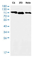 CTNND1 Antibody in Western Blot (WB)