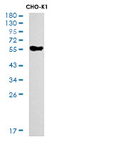 KRT10 Antibody in Western Blot (WB)