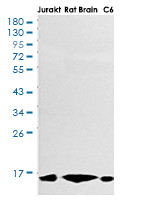 CYCS Antibody in Western Blot (WB)