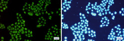CDK2 Antibody in Immunocytochemistry (ICC/IF)