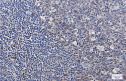 CASP3 Antibody in Immunohistochemistry (Paraffin) (IHC (P))