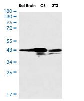 Casp4 Antibody in Western Blot (WB)