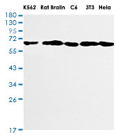 BECN1 Antibody in Western Blot (WB)