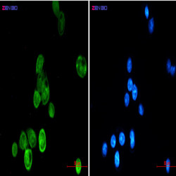 BAG6 Antibody in Immunocytochemistry (ICC/IF)