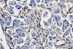 ALDH1A1 Antibody in Immunohistochemistry (Paraffin) (IHC (P))