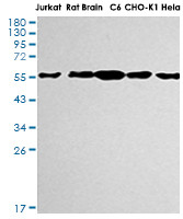 AKT1/AKT2/AKT3 Antibody in Western Blot (WB)