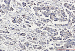 CRCP Antibody in Immunohistochemistry (Paraffin) (IHC (P))