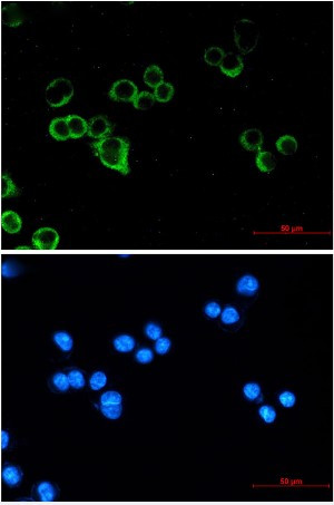 RAF1 Antibody in Immunocytochemistry (ICC/IF)