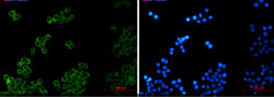PLAA Antibody in Immunocytochemistry (ICC/IF)