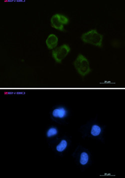 LYZ Antibody in Immunocytochemistry (ICC/IF)