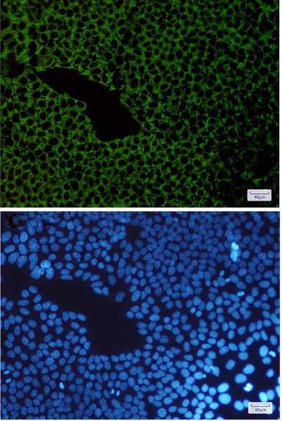 G3BP1 Antibody in Immunocytochemistry (ICC/IF)