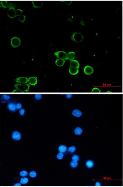 ADORA1 Antibody in Immunocytochemistry (ICC/IF)