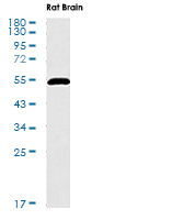 TP53 Antibody in Western Blot (WB)