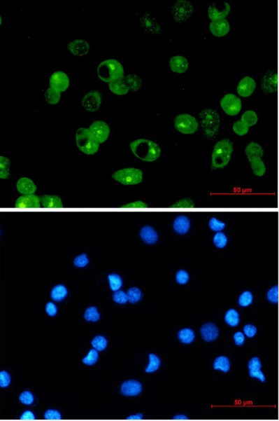 MCL1 Antibody in Immunocytochemistry (ICC/IF)
