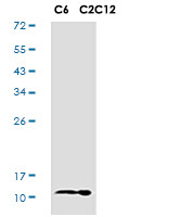 TXN Antibody in Western Blot (WB)