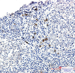 IGHG4 Antibody in Immunohistochemistry (Paraffin) (IHC (P))