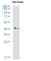 EGLN2 Antibody in Western Blot (WB)