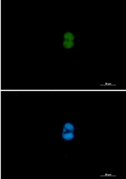 MAP2K3/MAP2K6 Antibody in Immunocytochemistry (ICC/IF)