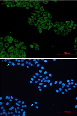 VAV2 Antibody in Immunocytochemistry (ICC/IF)