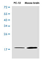 VAMP2 Antibody in Western Blot (WB)