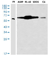 USP22 Antibody in Western Blot (WB)