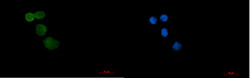 UBE3A Antibody in Immunocytochemistry (ICC/IF)