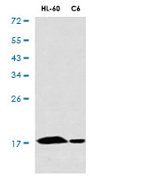 UBE2N Antibody in Western Blot (WB)