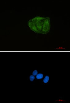 UBA52 Antibody in Immunocytochemistry (ICC/IF)
