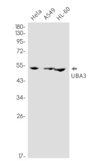 UBA3 Antibody in Western Blot (WB)