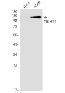 TRIM24 Antibody in Western Blot (WB)