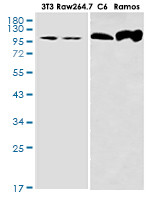 TAOK1 Antibody in Western Blot (WB)